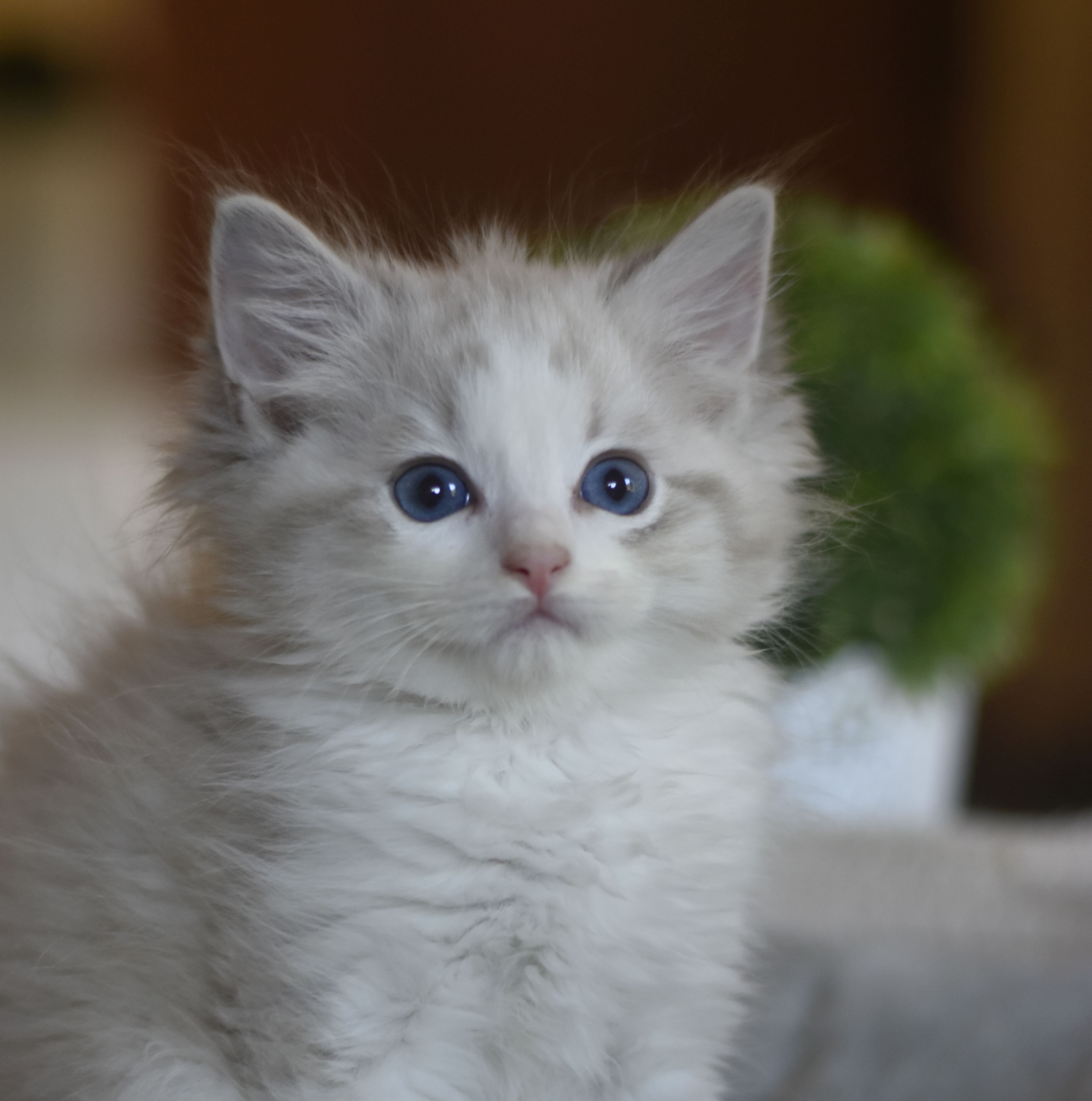 images/AvailableKittens/Mira website.jpg